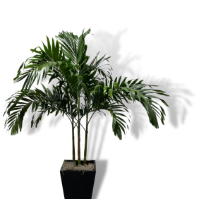 Adonidia 'Veitchii' Palm