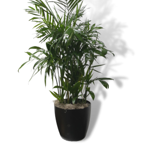 Bamboo Palm