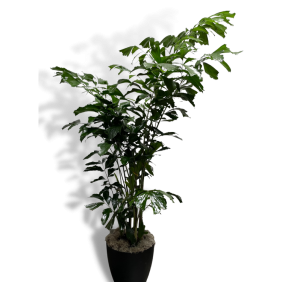 Fishtail Palm
