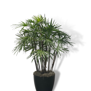 Rhapis 'Multifida'