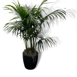 Kentia Pallm