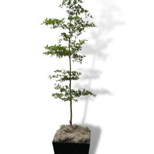 Black Olive