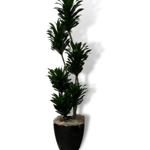 Dracaena 'Compacta'