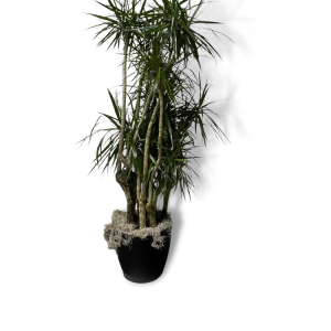 Dracaena 'Marginata'