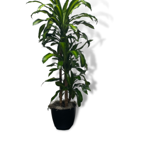 Dracaena 'Massangeana'