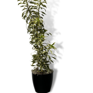 Dracaena 'Song of India'