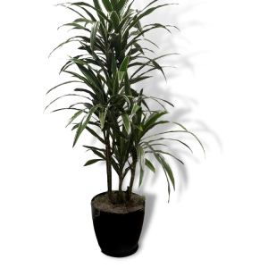 Dracaena 'Warneckii'