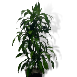 Dracaena ‘Janet Craig’