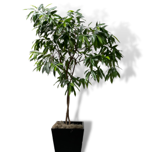 Ficus 'Alii'