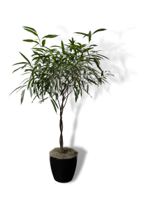 ficus amstel king
