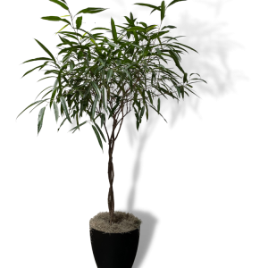ficus amstel king