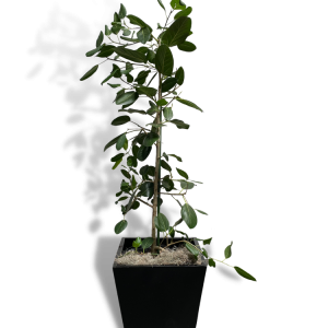 ficus audrey