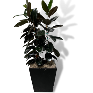Ficus Elastica 'Decora'
