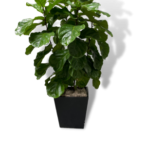Ficus 'Lyrata'