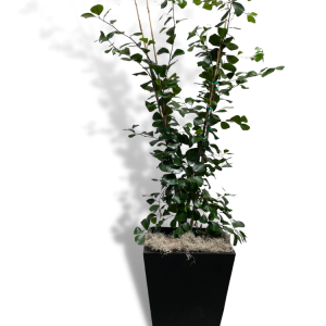 Ficus 'Triangularis'