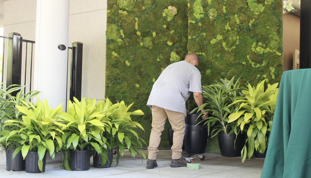 Indoor Plant Care Tips Sacramento