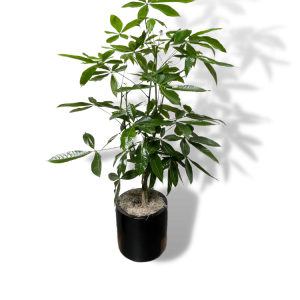 Money Tree