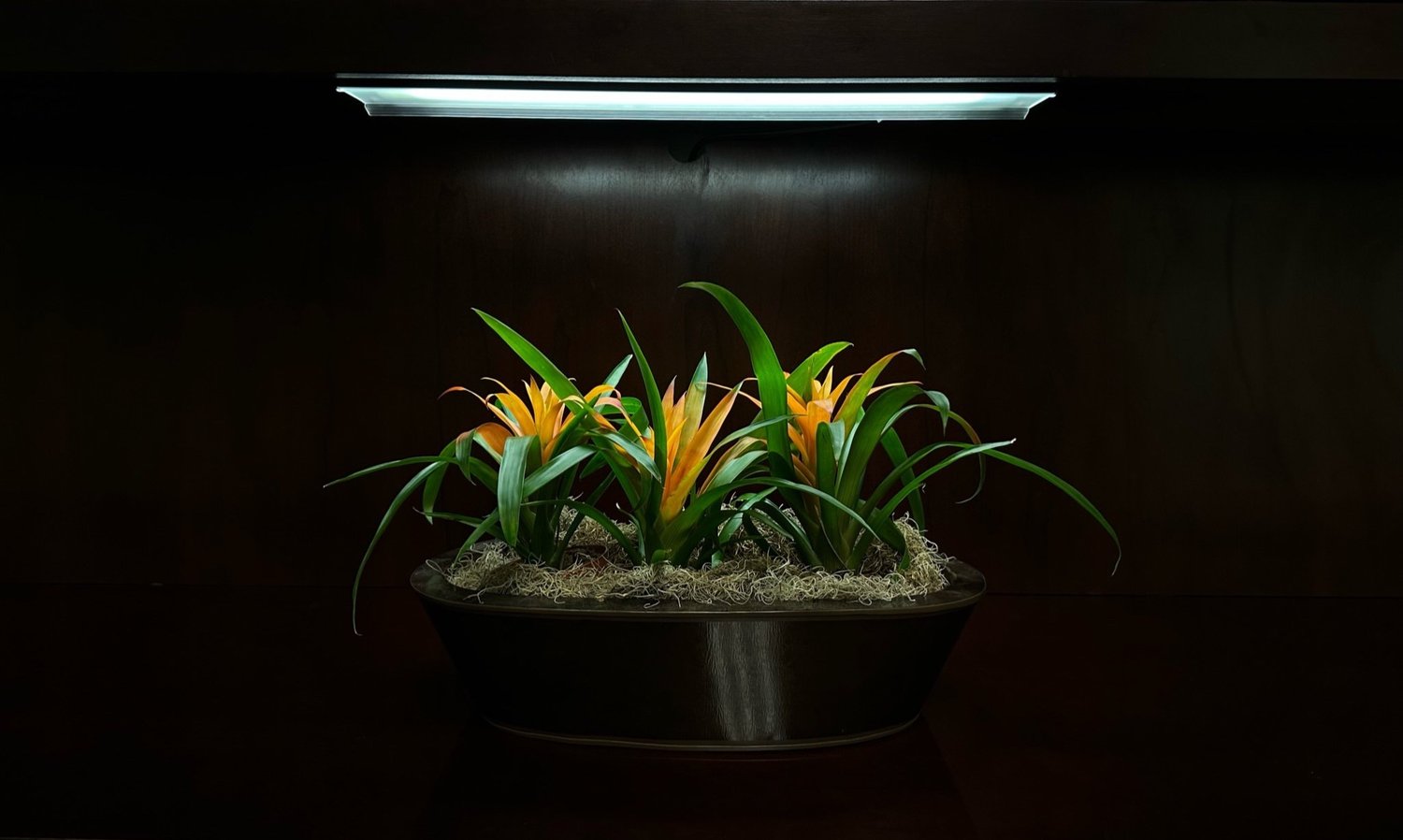Plant Care with Flat Maintenance