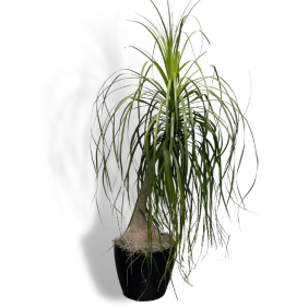 Ponytail Palm