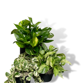 Pothos