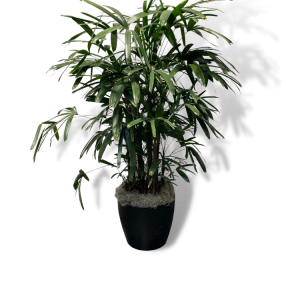 Raphis 'Excelsa' Palm