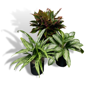 Aglaonema
