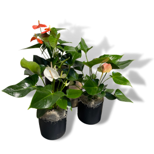 Anthurium