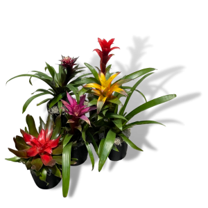 Bromeliad