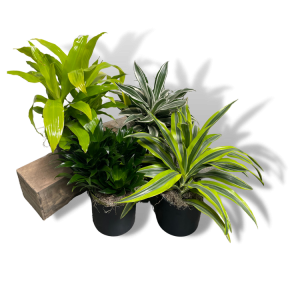 Dracaena