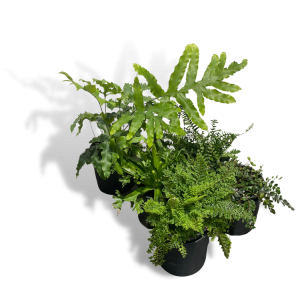 Fern