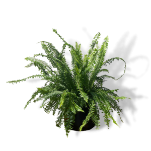 Kimberly Queen Fern