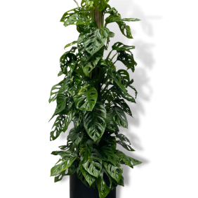 Monstera 'Adansonii'