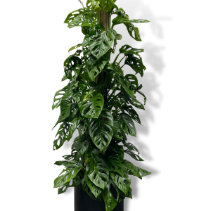 Monstera 'Adansonii'