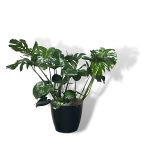 Monstera 'Deliciosa'