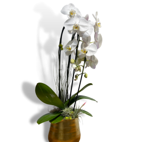 Orchid Arrangements