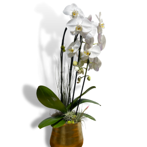 Orchid Arrangements