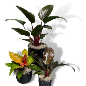 Philodendron