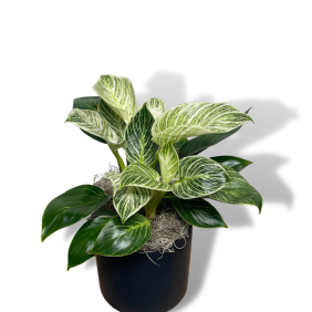 Philodendron 'Birkin'