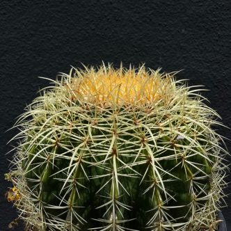 SEP.Cactus1