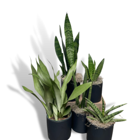 Sansevieria