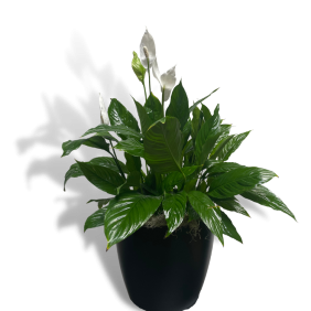 Spathiphyllum 'Peace Lily'
