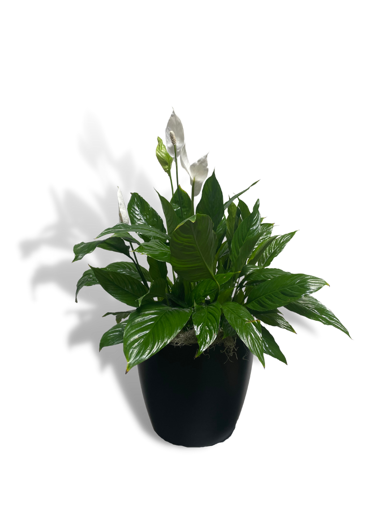 Spathiphyllum 'Peace Lily'