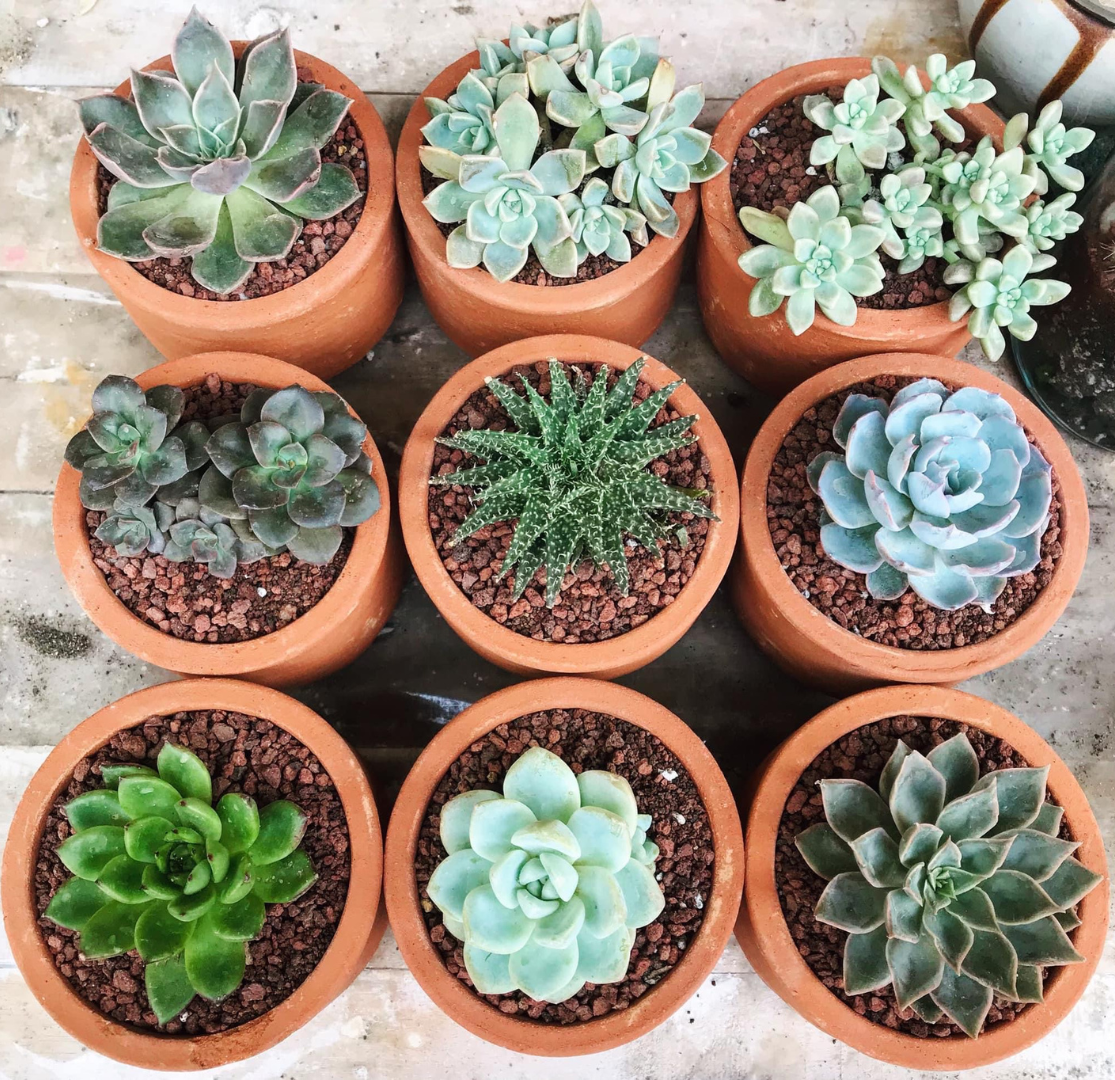 Low maintenance indoor plants Sacramento homes including jade plant, aloe vera, and cacti