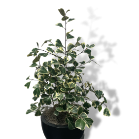 Variegated Ficus 'Triangularis'