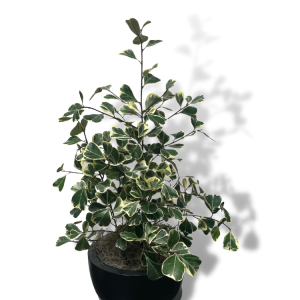 Variegated Ficus 'Triangularis'