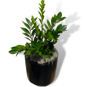 ZZ Plant
