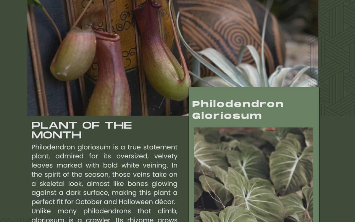 indoor plants sacramento