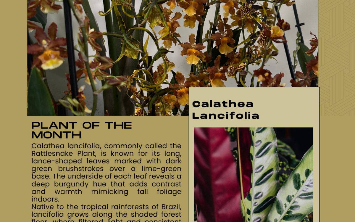 November at Exotic Plants | Sacramento’s Best Indoor Plants & Fall Workshops