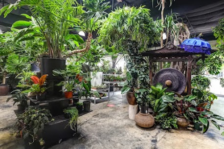 exotic house plants