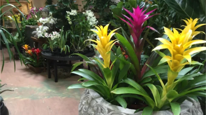 Plant Nursery In Sacramento Ca